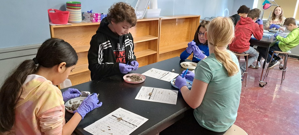 5th graders dissected owl pellets today in the STEM Lab!