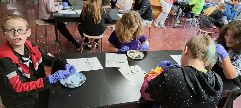 5th graders dissected owl pellets today in the STEM Lab!